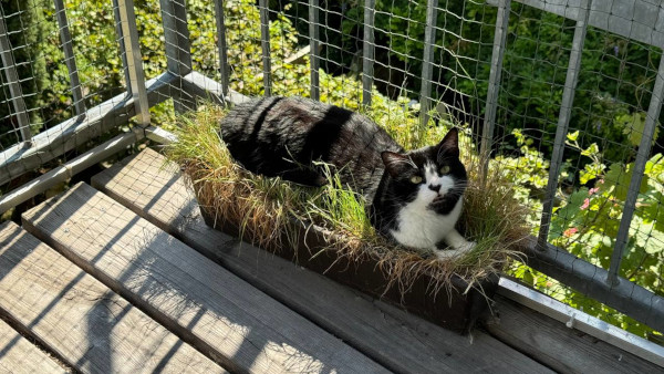 CuteCats_600